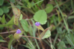 Cyanotis burmanniana